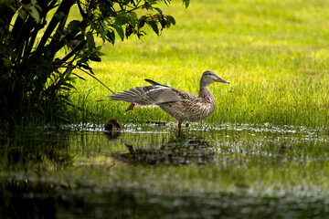 duck on the river bank