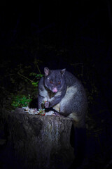 Person watching peaceful sunset over forested hills from scenic lookout point