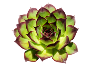 Isolated green flower Sempervivum tectorum.