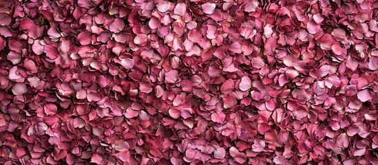 Obraz premium Densely packed, deep pink rose petals form a textured background