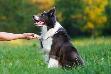 beautiful fluffy blue grey border collie dog gives paw to its male owner against blurred green forest background