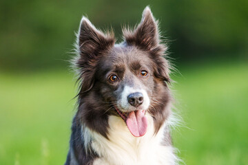 portrait of a beautiful fluffy blue gray border collie dog against a blurred green forest background