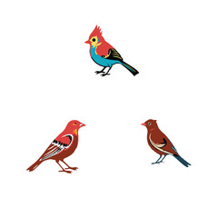  Cute Colorful Birds Vector set