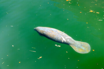 Fototapeta premium Manatee in the marina of Key Largo, Florida keys