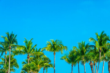 Palm trees in a row in Key West, Florida, tropical blue sky and summer background with copy space