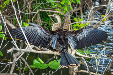 Close up of an Anhinga spreading his wings, bird watching at the Anhinga trail in the Everglades National Park, Florida wildlife