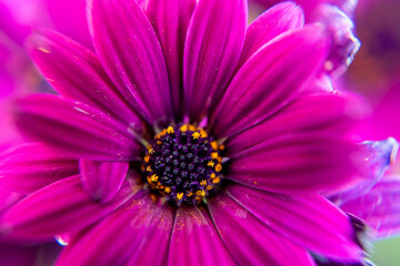 A close up of an African Daisy (Osteospermum jucundum) in Suffolk, UK