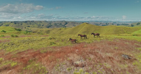 Low aerial drone footage captures wild horses galloping across the picturesque, rolling hills of Sumba Island, Indonesia, a breathtaking display of nature's untamed beauty