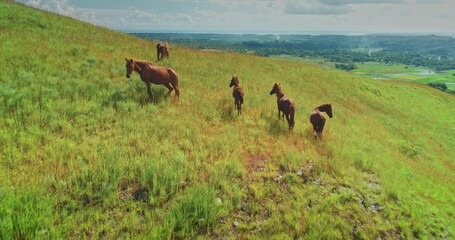 Wild horses grazing peacefully on lush green hills. Enjoying the breathtaking view of the surrounding landscape in Sumba Island. Indonesia. Creating a picturesque scene of freedom and natural beauty