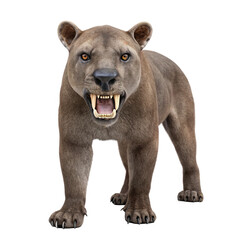 Hyaenodon, an extinct bone crunching creodont from the eocene and miocene epochs, snarls aggressively, showcasing its powerful jaws and sharp teeth on a transparent background