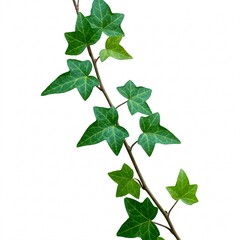 A green ivy branch with leaves, elegantly arranged on a white background.