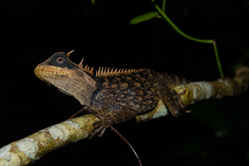 Cardamom Mountains Pricklenape (Acanthosaura cardamomensis)