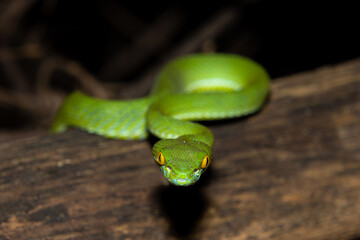 Large-eyed pit viper (Trimeresurus macrops)
