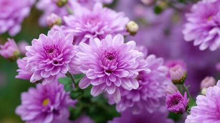 Obraz premium Vibrant purple chrysanthemums blooming in a natural garden setting during springtime