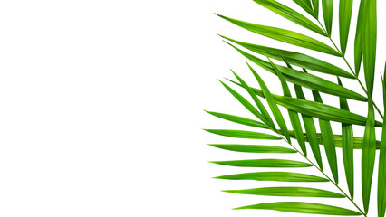 Fresh Green Tropical Palm Leaf Border isolated on transparent background. Natural Summer Aesthetic for Eco Branding or Clean Beauty Design. PNG Cut Out. 