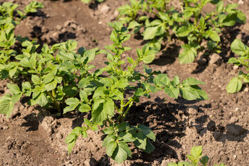 potato in the spring , potato foliage in the agricultural field