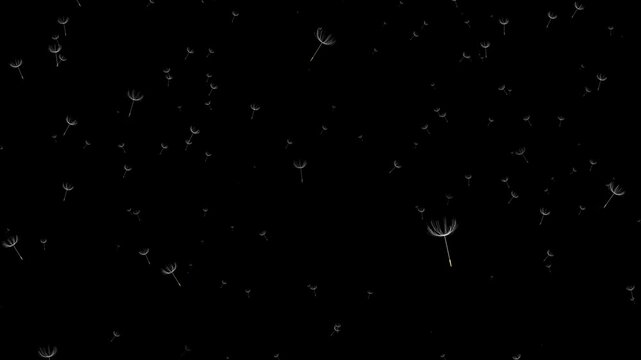 alpha Dandelion flowers flying in the wind