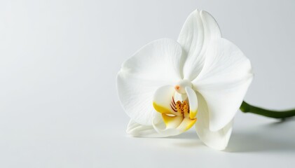 Obraz premium Delicate white orchid blossom on pure white backdrop, smooth, detail