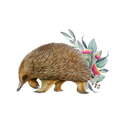 Echidna Australian native animal with eucalyptus leaf decor isolated on white background. Cute hand drawn echidna vintage style illustration. Australia endemic oviparous mammal with floral decor