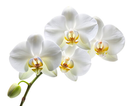 beautiful white orchid flower isolated on white background, PNG