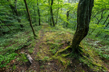 Fototapeta premium Forest path
