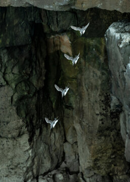 Guillemots flying near cliffs at Stackpole Head, Pembrokeshire, Wales