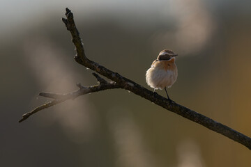 Braunkehlchen