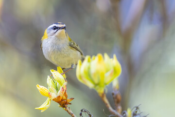 Sommergoldh&auml;hnchen