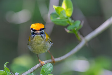 Sommergoldh&auml;hnchen