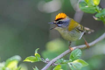 Sommergoldh&auml;hnchen