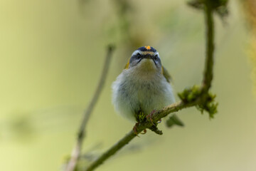 Sommergoldh&auml;hnchen