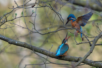 Eisvogel