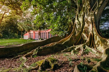 Ancient Banyan Tree with Massive Roots and Distant Building in Lush Azorean Landscape. Tropical...