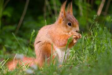 red squirrel is sitting in the green grass close-up