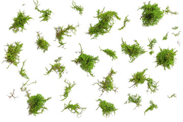 isolated green moss clumps on transparent background