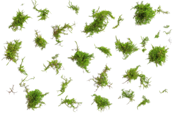 isolated green moss clumps on transparent background