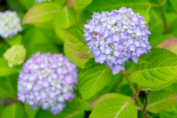 鮮やかな紫色の紫陽花が咲く初夏の庭