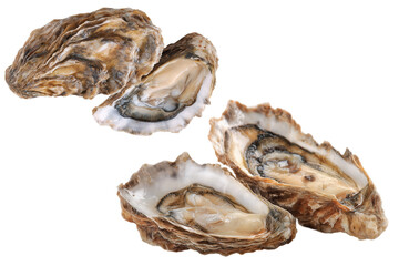 Fresh Opened Oysters On A Transparent Background Ready For A Seafood Dish 