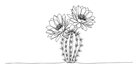 flowering cactus with large blossoms monoline vector drawing © Wieslaw