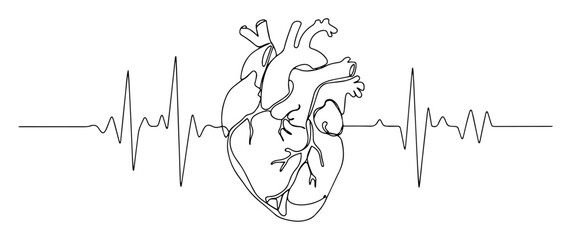 Obraz premium anatomical heart with heartbeat line vector illustration