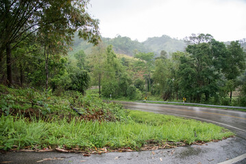 Fototapeta premium road in the forest.Beautiful nature trailFoggy road in the forest ,Beautiful nature trail (Picture put grain)