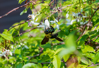 close up of Wasp on a leaf