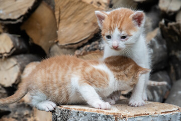 Two adorable orange-and-white kittens explore a tree stump near stacked firewood