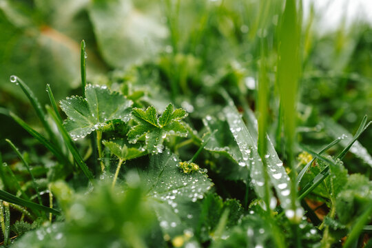 Wassertropfen im Gras