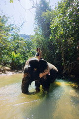person enjoys a unique experience riding on an elephant while wading through a serene river....