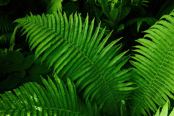 Midsummer Day background. Lush Green Ferns. Symbol of Litha, Ligo night. sacred plant.