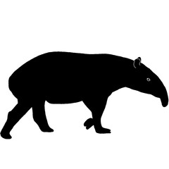 Silhouette of a Tapir Walking Side View