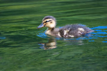 baby mallard duckling in the water