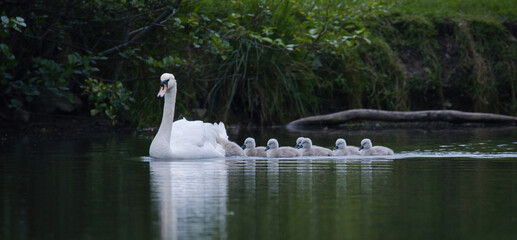 adult mute swan with young cygnets on the lake