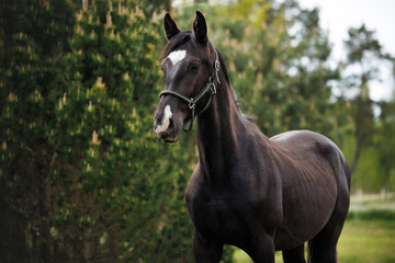 curious young horse in a halter posing outdoors